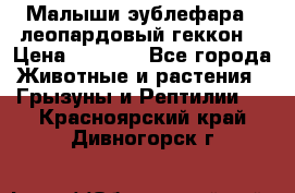 Малыши эублефара ( леопардовый геккон) › Цена ­ 1 500 - Все города Животные и растения » Грызуны и Рептилии   . Красноярский край,Дивногорск г.